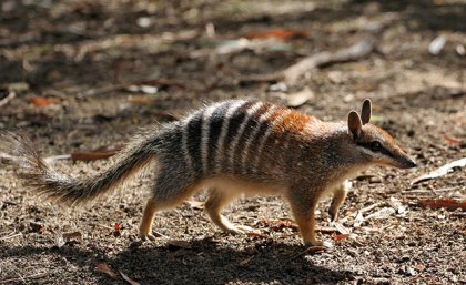 A numbat standing on a dirt-covered ground.